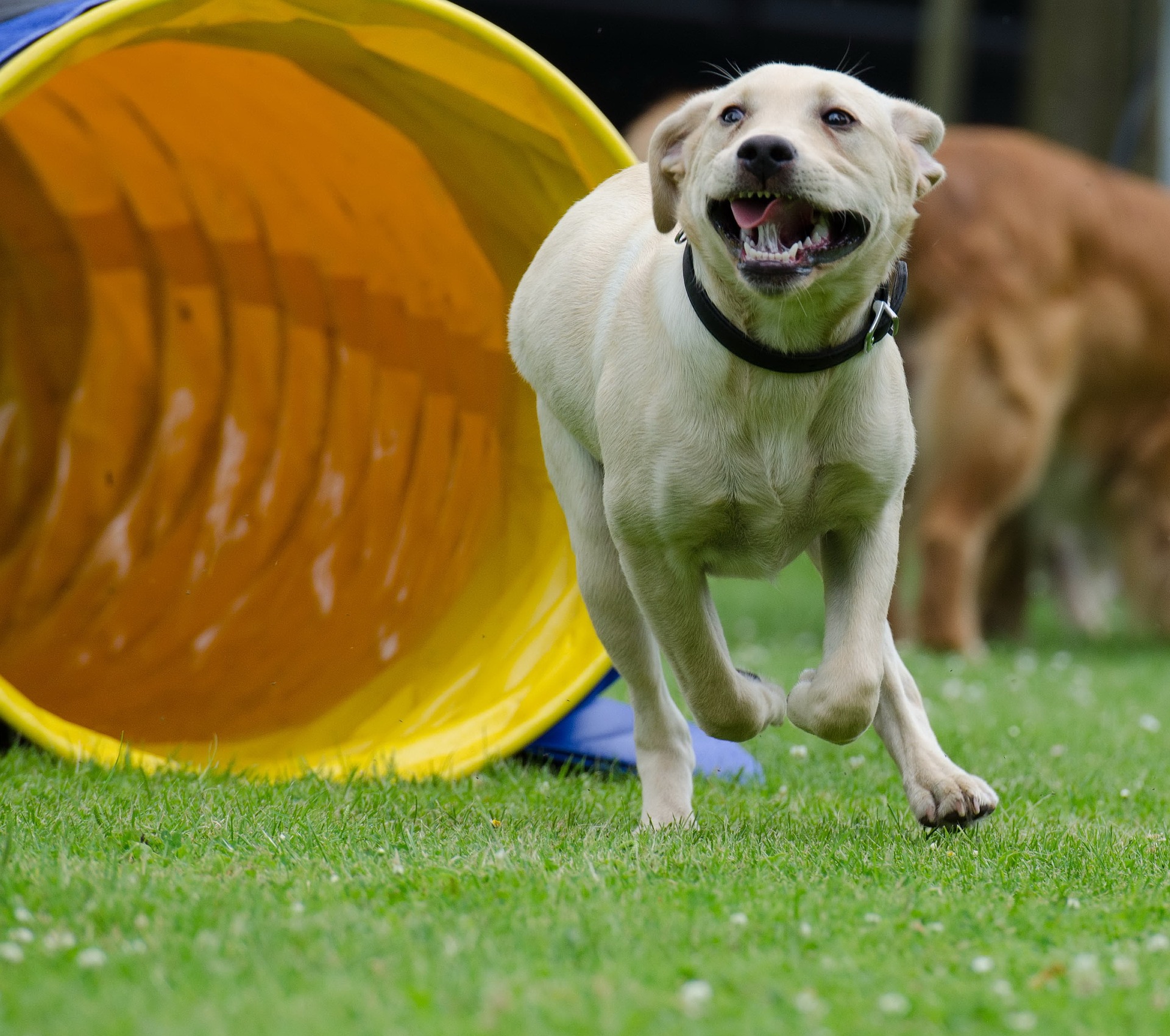 spielzeug hund gassi gehen Eine neue Herausforderung – Der Hundetunnel - https://tierischestraining.de