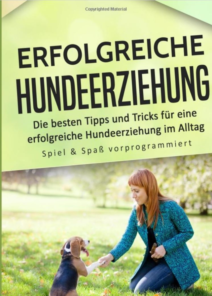 Die häufigsten Fehler beim Trainieren von Hunden https