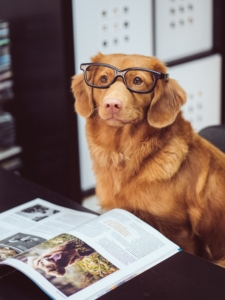 Hund liest Buch