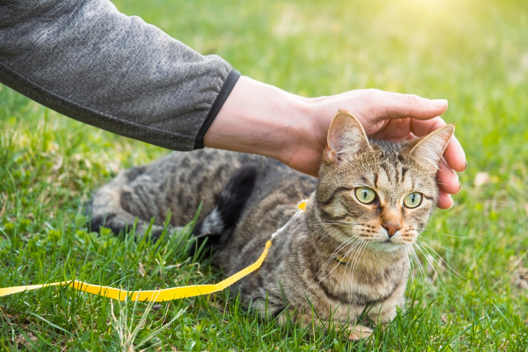 So können Sie mit Ihrer Katze spazieren gehen. https//tierischestraining.de
